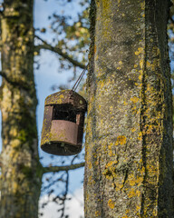 A rusty bird house, bird feeder hangs from a tree trunk covered in yellow lichen. The concept of nature conservation, the contrast between man-made and natural elements, intricate patterns of the wood