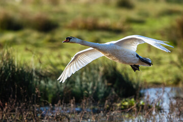 Mute Swan, Cygnus olor in flight over marshes in winter