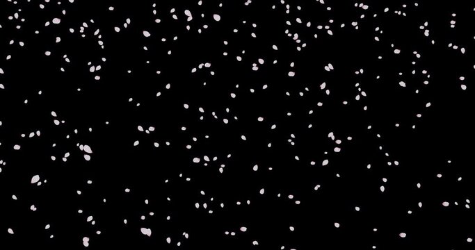 Cherry petal fall and sway in the wind. Isolated on black background. 4K 3D rendering animation.