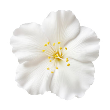 Fototapeta white flower isolated on transparent background cutout