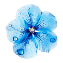 blue flower with water drop isolated on transparent background cutout