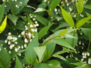 白い花　ヒメウツギ　卯の花