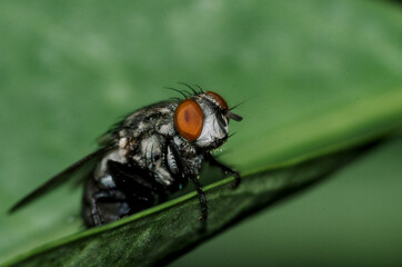 Macro shot of the common fly, perched on a leaf. Commonly regarded as pests.  