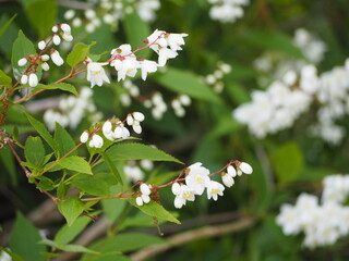 白い花　ヒメウツギ　卯の花