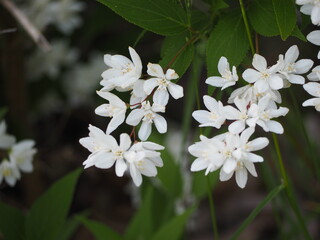 白い花　ヒメウツギ　卯の花