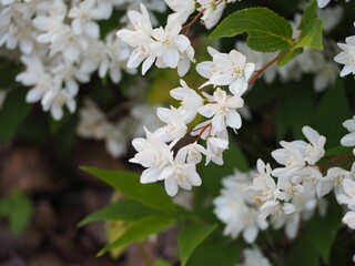 白い花　ヒメウツギ　卯の花