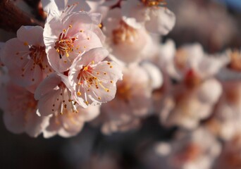 Plum tree twig covered with tiny pale pink and white flowers. Detail prunus blossom in spring orchard. Macro closeup of lush plum truss in full bloom on a branch. Visible stamens. Blurred background. - obrazy, fototapety, plakaty