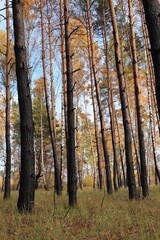 Burned woods after fire. Charred pine trees in autumn. Scorched fire-damaged forest. Vertical photo.