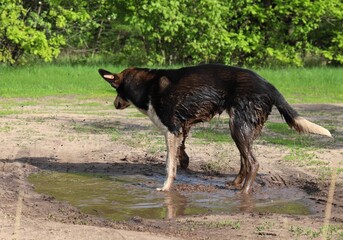 Sterilized stray dog with TNR ear tag stands in a muddy puddle on a countryside dirt road after bathing in it, escaping the heat. The problem of homeless animals and trap-neuter-release program.