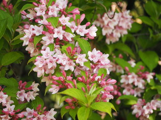 花木　タニウツギ　初夏の花
