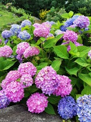 Rhododendron with blue and violet flowers in bloom 