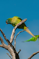 Blue crowned Parakeet,  La Pampa Province, Patagonia, Argentina