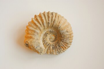 Close up on fossil ammonite shell structure