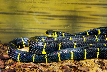 Mangrove snake or Ulenburong.
On top of the snake is a brilliant black-blue color, which contrasts with bright yellow narrow transverse rings. This is a large snake up to 2.5 meters long. It is commo - 685672196