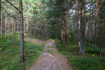 Fototapeta na wymiar A path in a pine forest.