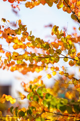 Colorful tree leaves in autumn.