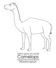 Extinct genus of camel, Camelops from Pliocene epoch. Black and white line art, perfect for coloring and educational purposes.