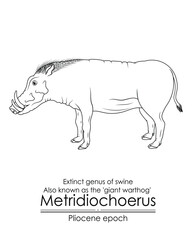 Extinct genus of swine Metridiochoerus, also known as the giant warthog from Pliocene epoch. Black and white line art, perfect for coloring and educational purposes.