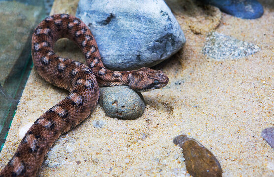 Painted Saw-scaled Viper.
 It is a brownish-gray snake with a row of light diamonds or stripes along the back, 70-75 cm long and weighing up to 200 g. It is one of the ten most venomous snakes in the 