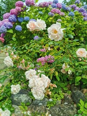 Roses and Rhododenrons 