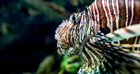 Spectacular photo of a beautiful and large specimen of the lionfish, also known erroneously as the scorpionfish at the Shark Reef Aquarium at Mandalay Bay.