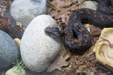 Radde Armenian Mountain Adder.
 It is a venomous snake with a dense wide body and a flat and wide...