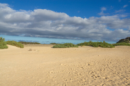 Teilst&uuml;ck einer Sand-D&uuml;hne mit Pflanzen und teils Wolkigem Himmel auf Fuerteventura