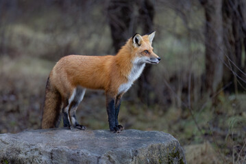 Naklejka na ściany i meble A young red fox with a bushy tail standing on top of a rock in autumn in Ottawa, Ontario, Canada 