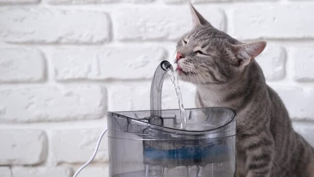 Pet water dispenser with automatic gravity refill. Closeup of gray striped European cat drinking from pet fountain