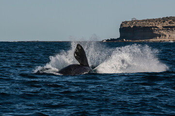 Fototapeta premium Sohutern right whale jumping, endangered species, Patagonia,Argentina