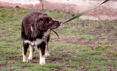 mongrel dog on a leash looking up
