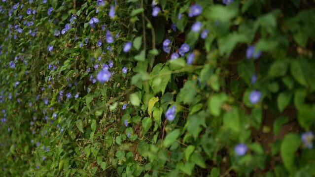 Blue flowers growing in bunches in the garden, Skyblue Clustervine