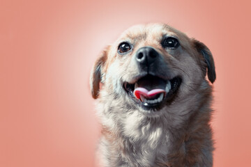 joyful smiling mongrel red dog on a peach colour background