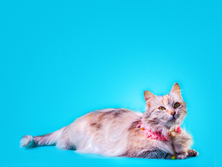 ginger fluffy cat in a pink collar on a turquoise background