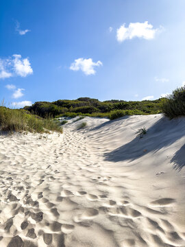 Sandd&uuml;hnen mit Pflanzen bei Sonnenschein