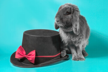 lop-eared dwarf rabbit next to a black cylinder hat on a turquoise background