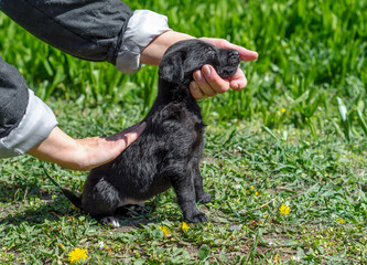 little black mongrel puppy in female hands on a green lawn with dandelions
