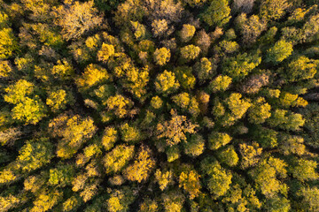 Aerial photographic documentation of a forest in autumn