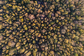 Aerial photographic documentation of a forest in autumn
