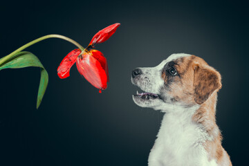 piebald puppy with a tulip flower at dark background