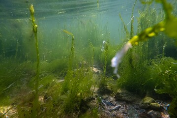ulva green thicket on sandy bottom, surface reflection wave, littoral zone underwater snorkel, oxygen rich air bubble, low salinity saltwater biotope, torn algae mess, muddy water, storm weather