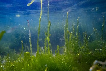 green algae ulva vegetation thicket grow on coquina stone, rich biodiversity littoral zone underwater, oxygen rich low salinity saltwater biotope, summer in Odesa, glass refraction, poor visibility