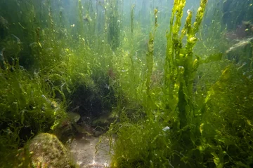 Fotobehang ulva make air bubble, littoral zone underwater snorkel, green algae thicket grow on coquina stone, oxygen rich low salinity saltwater biotope, summer in Odesa, glass refraction, poor visibility © Valeronio