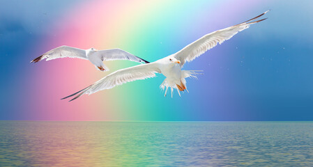 Flying seagull over the calm sea with amazing rainbow in the background