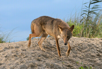 Coyote (Canis latrans) on sand dune at sunset, Galveston, Texas, USA. This coyote population is believed to have genes of red wolf (Canis rufus).