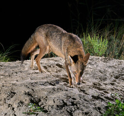 Coyote (Canis latrans) on sand dune at night, Galveston, Texas, USA. This coyote population is believed to have genes of red wolf (Canis rufus).