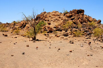 Sonora Desert Arizona