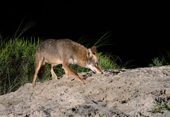 Coyote (Canis latrans) on sand dune at night, Galveston, Texas, USA. This coyote population is believed to have genes of red wolf (Canis rufus).