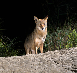 Coyote (Canis latrans) on sand dune at night, Galveston, Texas, USA. This coyote population is believed to have genes of red wolf (Canis rufus). - obrazy, fototapety, plakaty