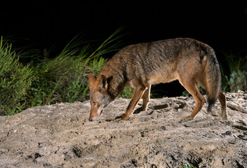 Coyote (Canis latrans) on sand dune at night, Galveston, Texas, USA. This coyote population is believed to have genes of red wolf (Canis rufus).